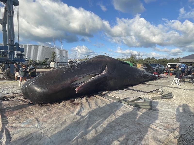 Sperm Whale Dies off Florida coast