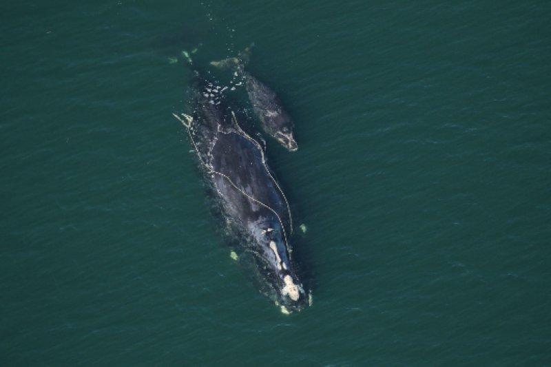 Photograph from the North Atlantic right whale Catalog #3560 of "Snow Cone," a North Atlantic right whale sighted December 2, 2021 that was entangled in gear and with a new calf. Photo credit: Florida Fish and Wildlife Conservation Commission taken under NOAA permit 20556.