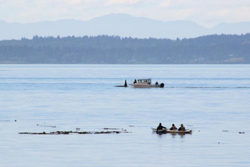 Rental boat approaching endangered Southern Resident killer whales off San Juan Island
