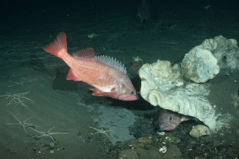 Photo of rockfish next to and under deep sea sponge on Alaska seafloor.