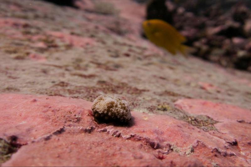 Coral recruit 