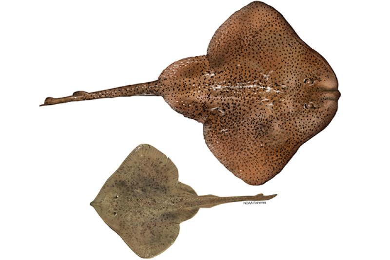 Illustration of winter skate and little skate.
