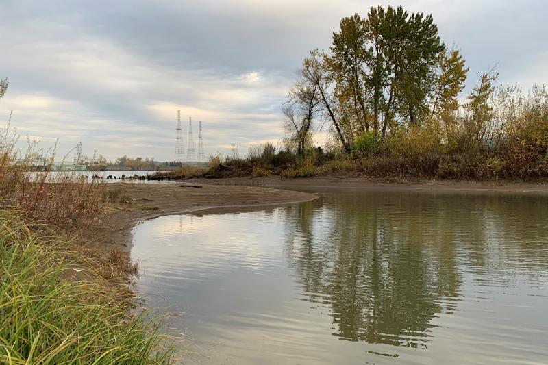 Side channel and mudflat habitats on Alder Creek with trees in the background. Credit: NOAA 