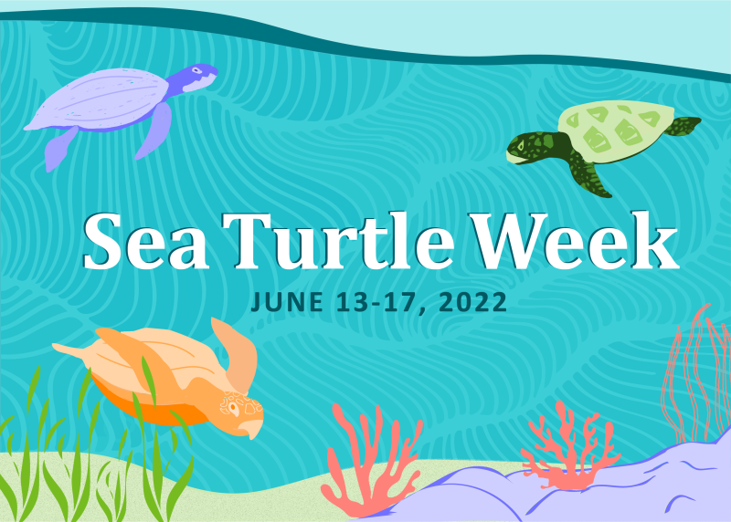 Sea turtles swim underwater