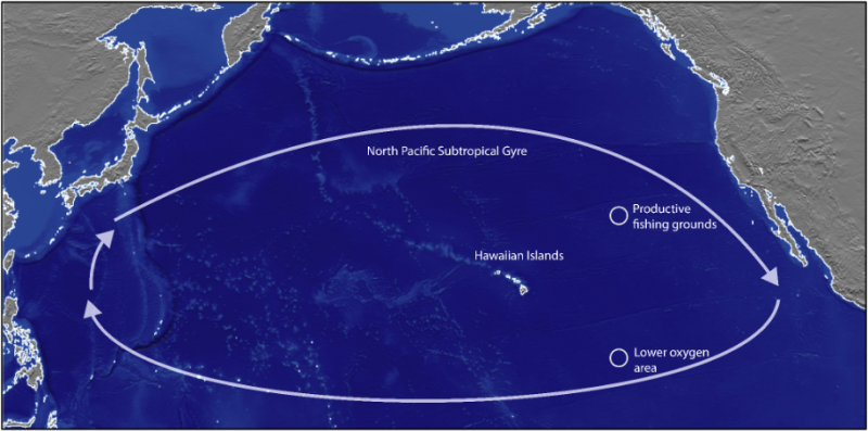 North Pacific Tropical Gyre
