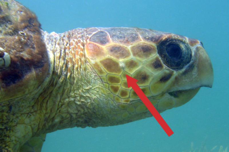 Red arrow indicates location of the sea turtle ear in a loggerhead turtle