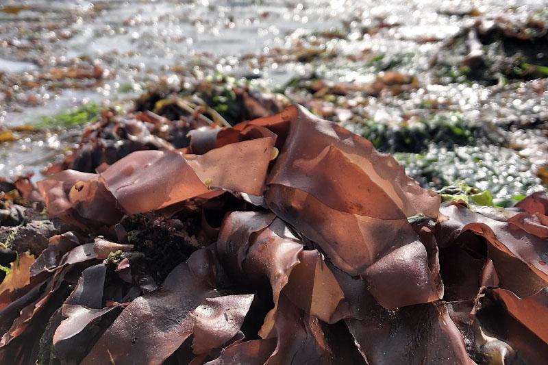 Dulse algae top