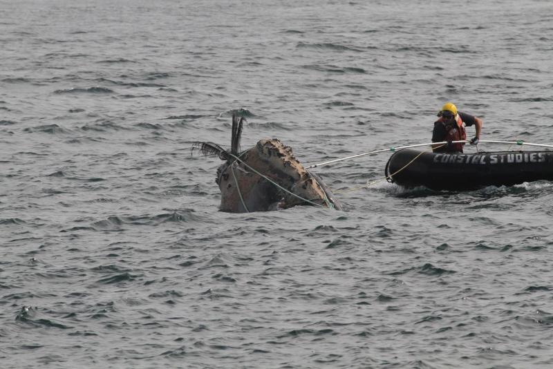 large whale entanglement