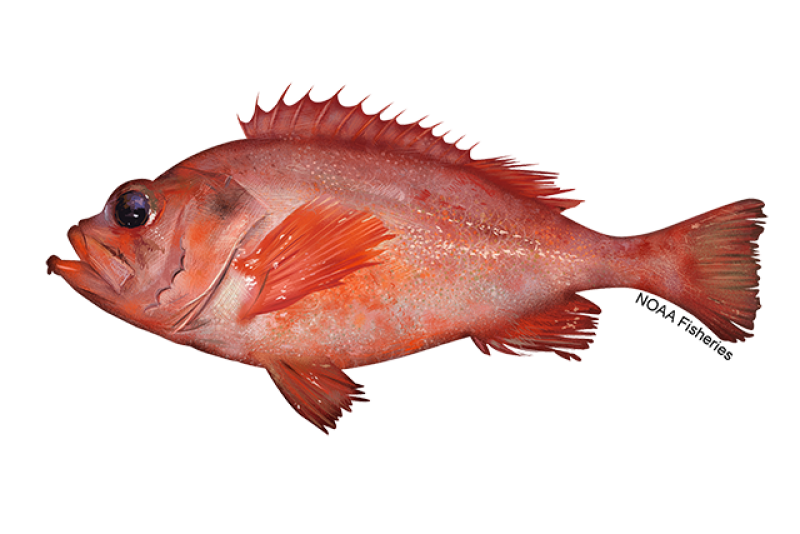 Redfish pictures hot sale