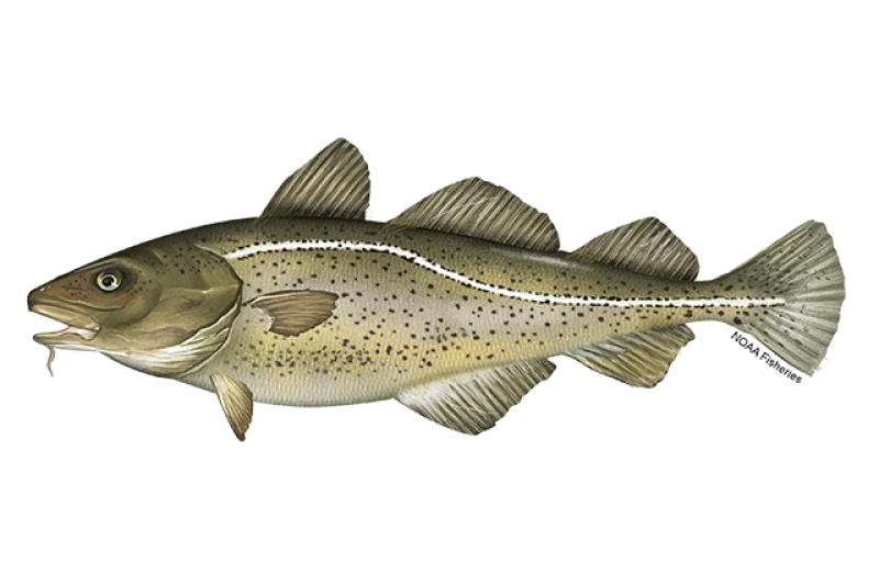Left-facing illustration of yellow, olive green Atlantic cod fish with black speckles, barbel/whisker under lower jaw, and white line going across its side.