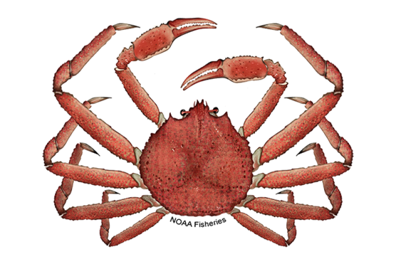 Top view looking down illustration of a reddish orange Alaska snow crab. NOAA Fisheries text along back of body. Credit: NOAA Fisheries/Jack Hornady