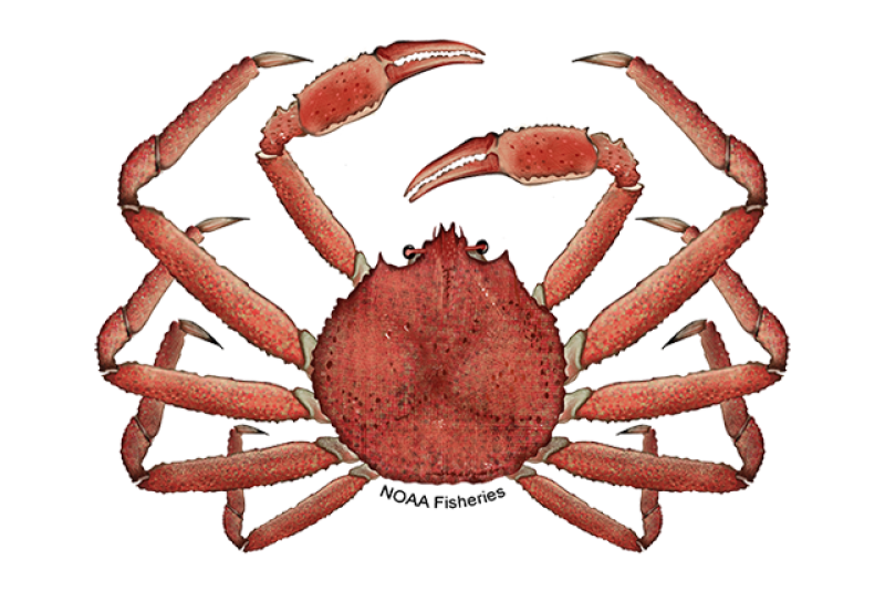 Alaska Snow Crab