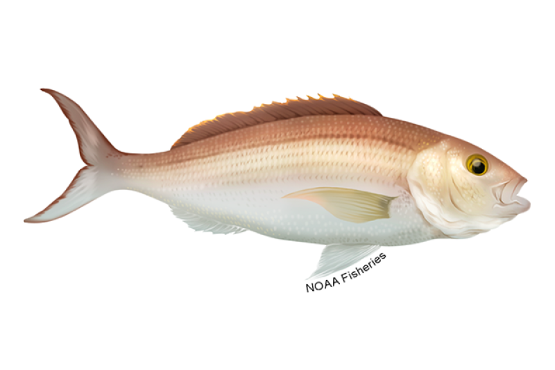 Illustration of pink snapper also known as opakapaka.
