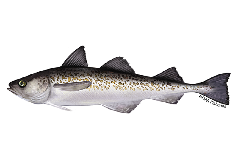 Left-facing side-view illustration of Alaska pollock. Fins and top of fish is dark gray/black and fades to silver/white with tan speckled coloring. Credit: NOAA Fisheries/Jack Hornady