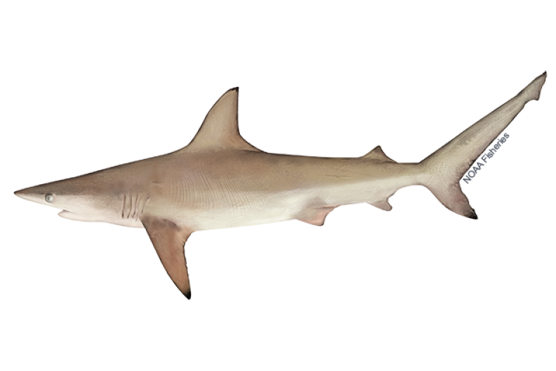 Side-profile illustration of a beige-colored blacktip shark with sharp, pointy snout. Underside is white and fins have black tips. Credit: NOAA Fisheries/Jack Hornady
