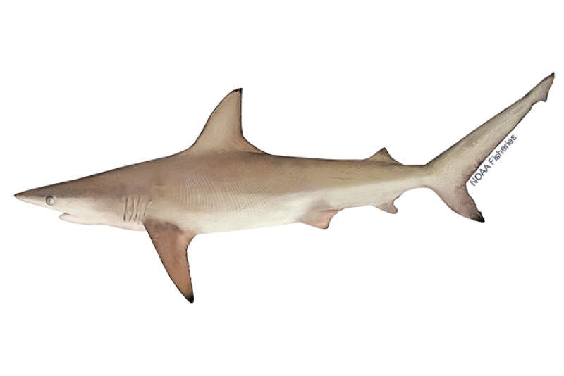 Oceanic Blacktip Shark