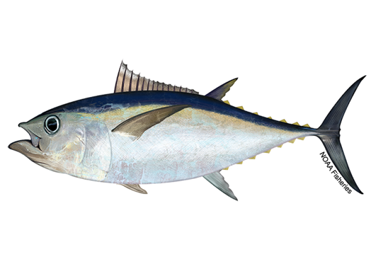 Side-profile of bigeye tuna fish with shiny white on bottom and mid of body and yellow and dark blue on top. Tail fin is dark gray while other fins are more tan. Credit: NOAA Fisheries/Jack Hornady