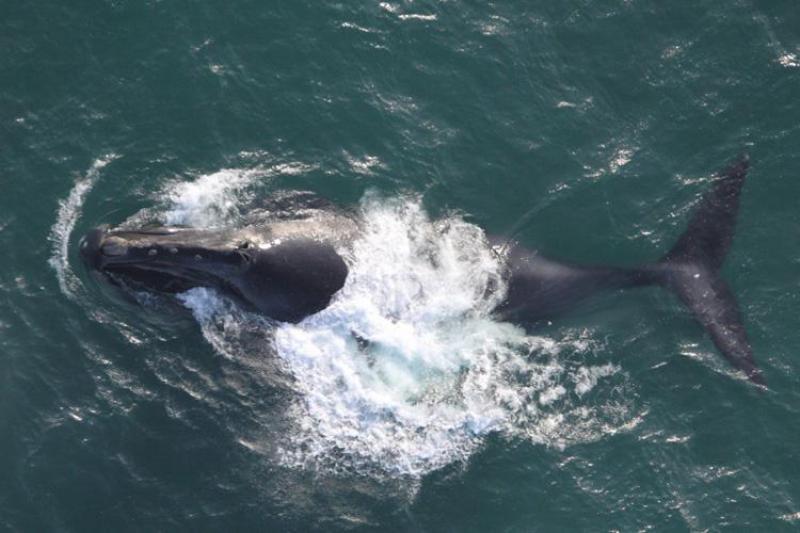 A North Pacific right whale surfaces in the waters off Alaska. Credit: NOAA Fisheries