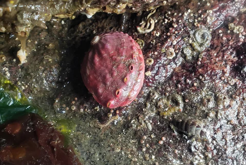 Pinto abalone