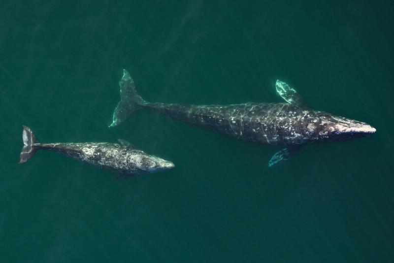 Gray whales swimming