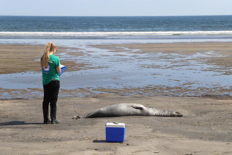 MMoME team member assessing a dead seal.