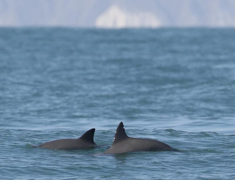 A pair of vaquita swimming south of the town of San Felipe, Baja California. Note the nick in the dorsal fin of the larger individual in the foreground. This was likely caused by past interactions with gillnets, from which the animal successfully escaped. Photo: Copyright Todd Pusser.  