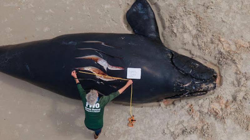 dead calf FL, Feb 2021