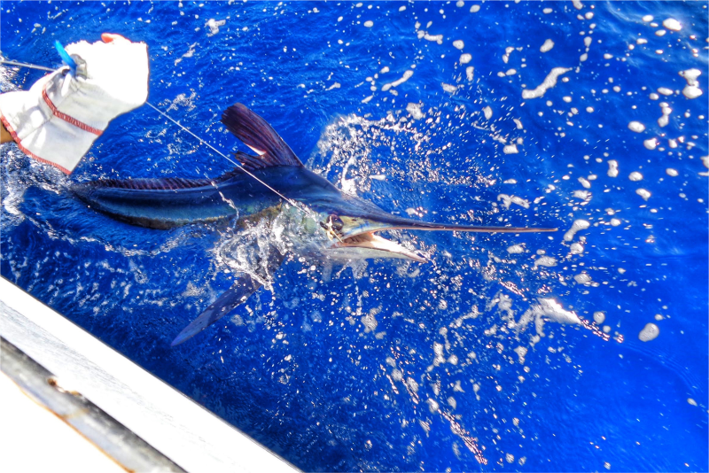 Fishermen catching white marlin off boat