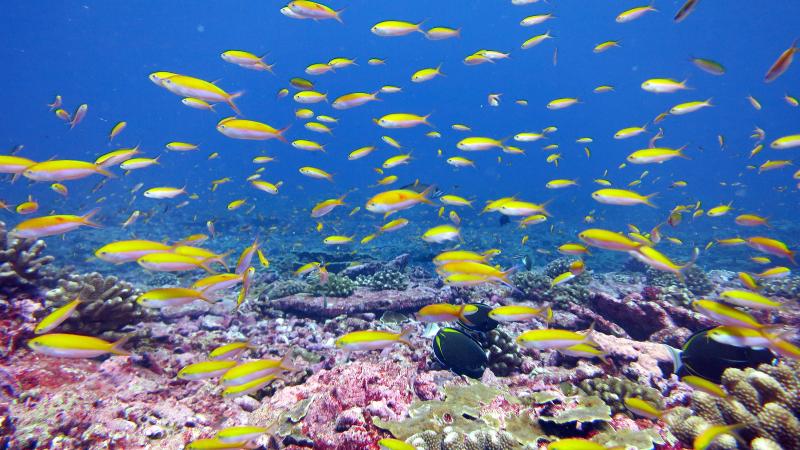 School of bicolor anthias in coral reef