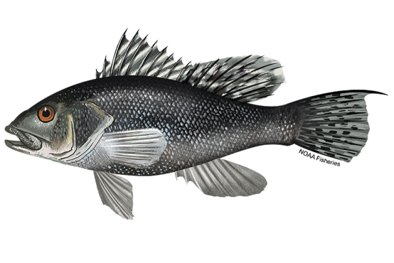 Side profile illustration of a black sea bass fish with blue and white spotting on scales. Credit: NOAA Fisheries/Jack Hornady