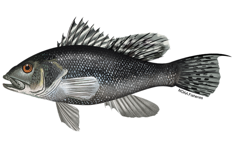 White Seabass — Sea Forager