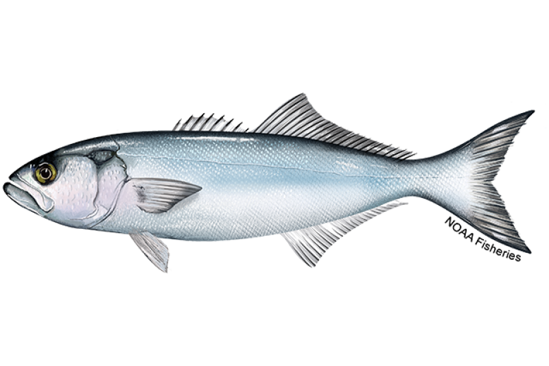 Side-profile illustration of bluefish with shiny white and light blue body. Credit: NOAA Fisheries/Jack Hornady