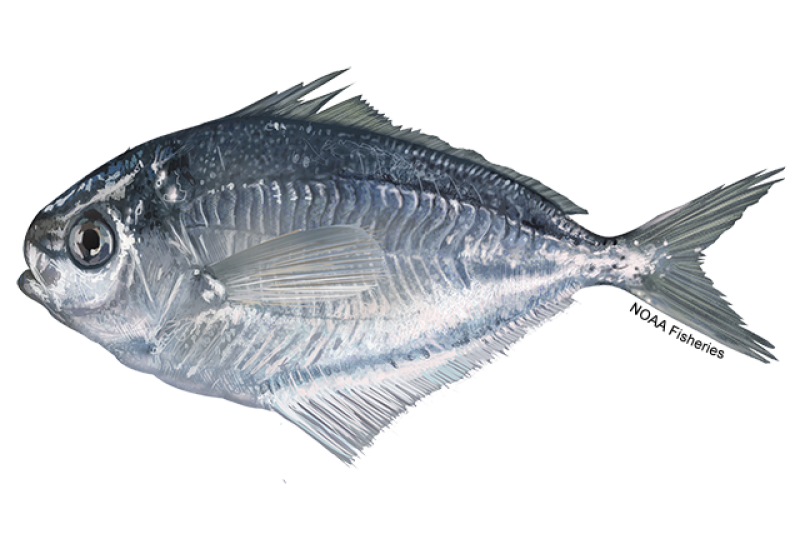Side-profile illustration of a blue, gray, and silvery white butterfish. Credit: NOAA Fisheries/Jack Hornady