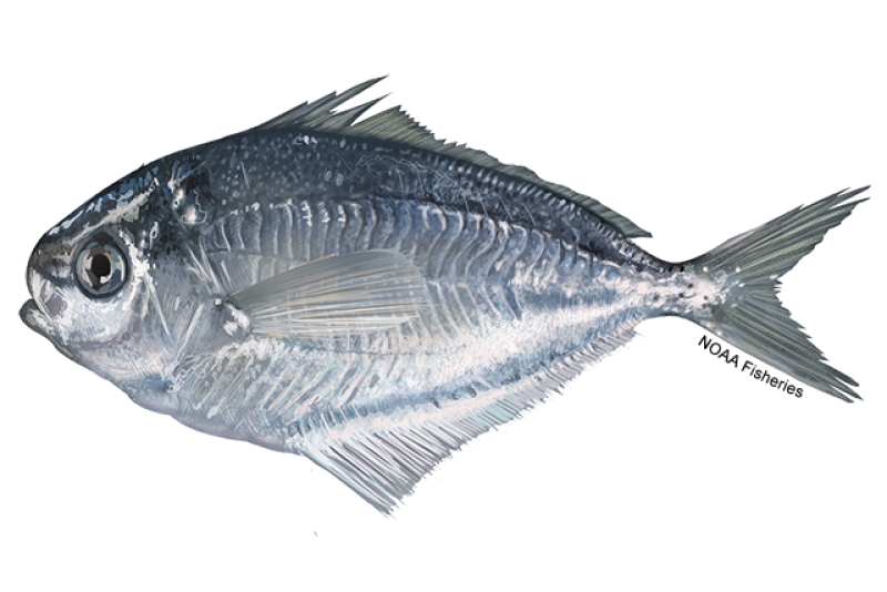 butterfish