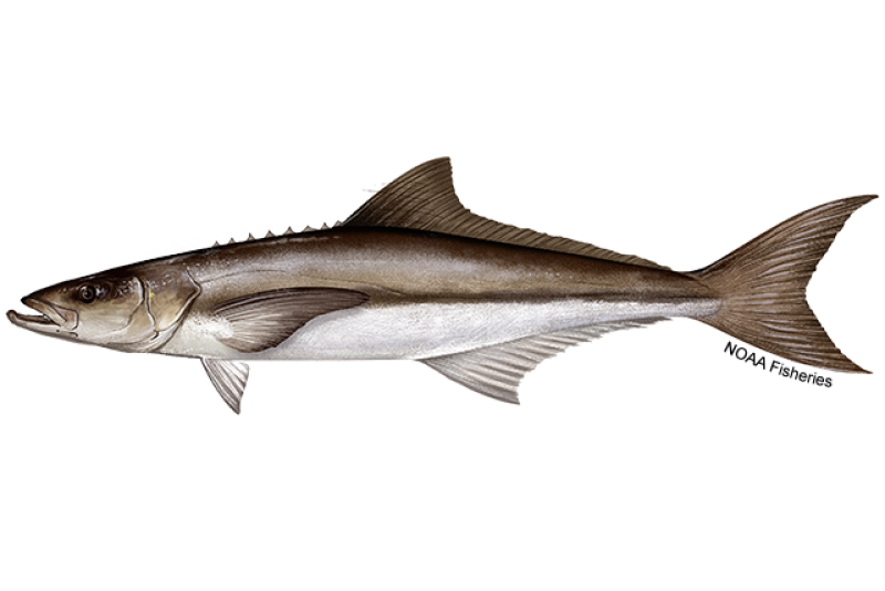 Side-profile illustration of a cobia fish. Narrow body is dark brown on the top half and underside is white. Credit: NOAA Fisheries/Jack Hornady