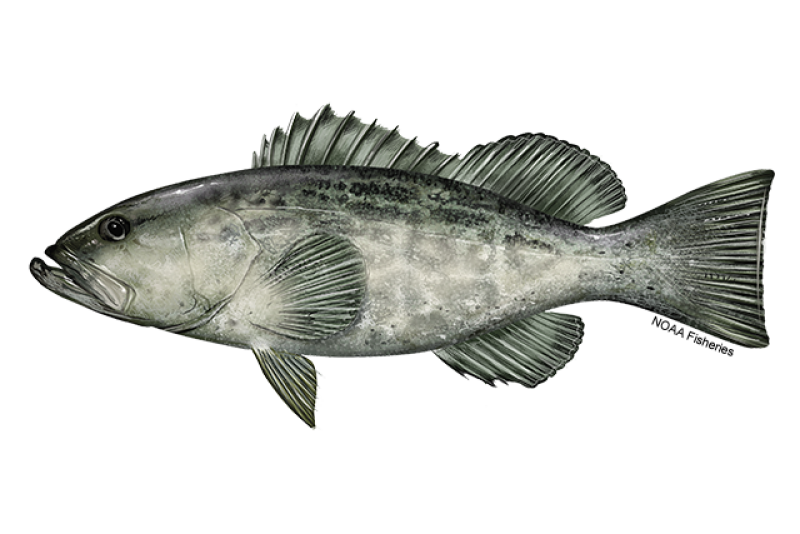 Black grouper deals