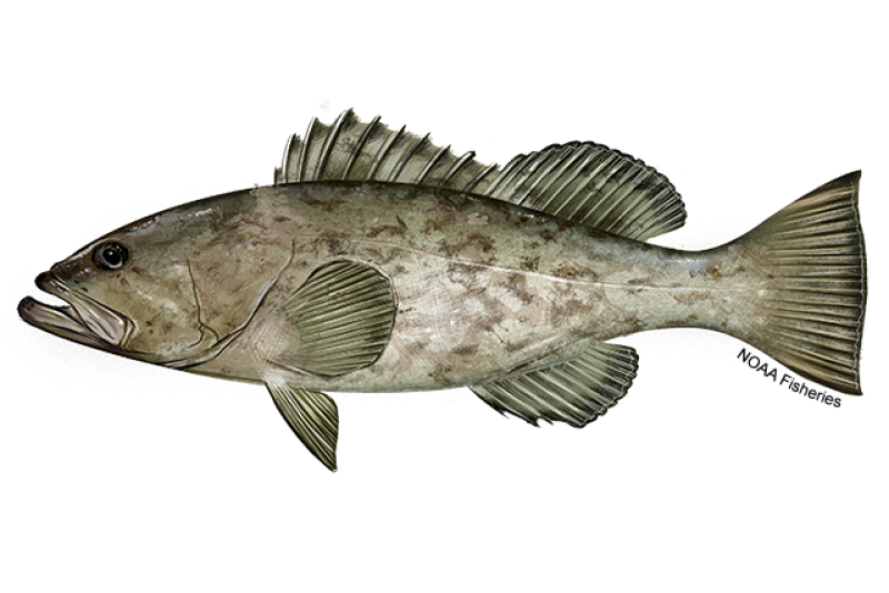 Side-profile illustration of a gag grouper fish with brownish gray body and darker brown splotchy marks along the side. Credit: NOAA Fisheries/Jack Hornady