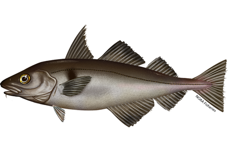 Side-profile illustration of haddock with dark lateral line across body and distinguishing black blotch "thumbprint" between the line and pectoral fin. Credit: NOAA Fisheries/Jack Hornady
