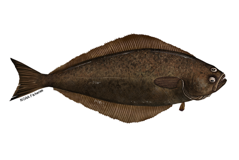Right-facing illustration of Atlantic halibut with dark brown body, mouth open, and two eyes. NOAA Fisheries text along tail fin. Credit: NOAA Fisheries/Jack Hornady