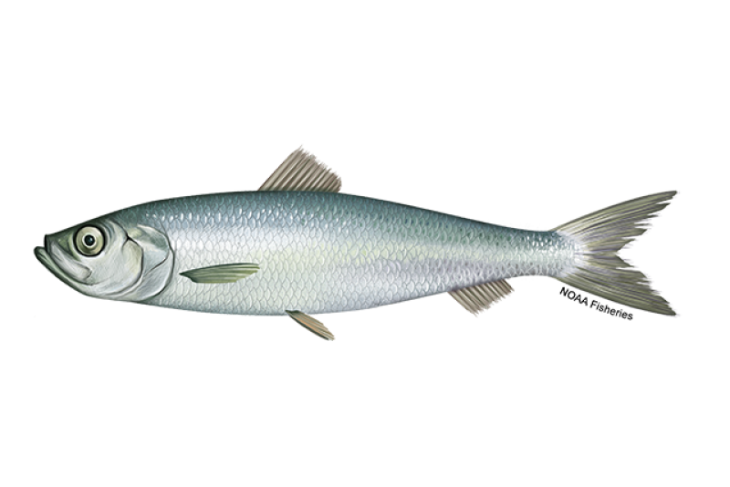 Left-facing side profile of a Atlantic herring with shiny silvery white body and gold/gray fins. NOAA Fisheries text along tail. Credit: NOAA Fisheries/Jack Hornady