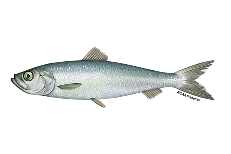 Atlantic Herring