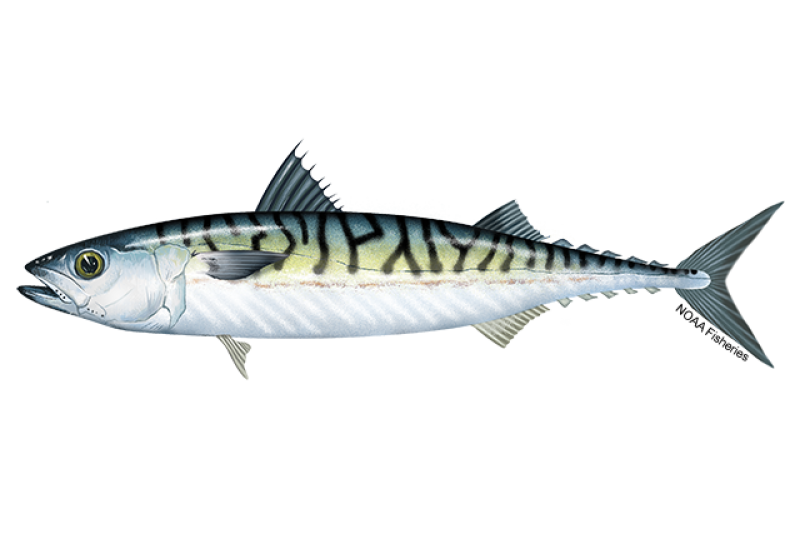Left-facing side-profile illustration of Atlantic mackerel fish with silvery white underside. Top half of body is blue green with black wavy bars and narrow dark streak along each side. Credit: NOAA Fisheries/Jack Hornady