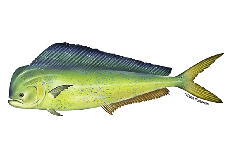 Left-facing side profile illustration of colorful mahi mahi fish with yellow underside, greenish yellow on top half, and then blue and green dorsal fins. Credit: NOAA Fisheries/Jack Hornady