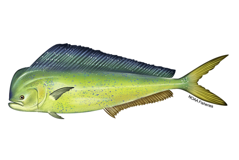 Pacific Mahimahi