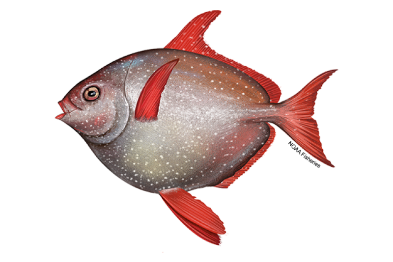 Side-profile illustration of round, silvery gray opah. Body has white spots and red toward belly and face. Mouth and fins are red. Credit: NOAA Fisheries/Jack Hornady