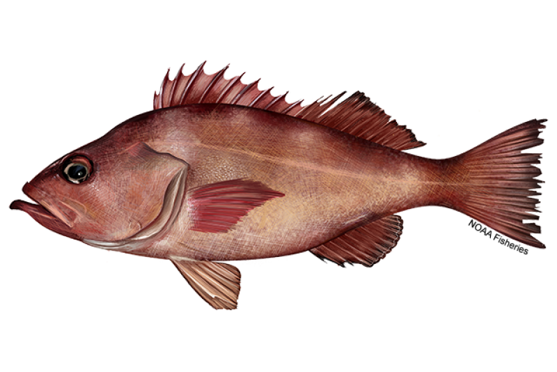 Side-profile illustration of red ocean perch fish with spikey, jagged fins and tail. Credit: NOAA Fisheries/Jack Hornady