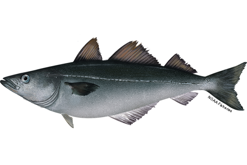Side-profile of Atlantic pollock with dark back, white belly, and silvery lateral line across its side. Credit: NOAA Fisheries/Jack Hornady