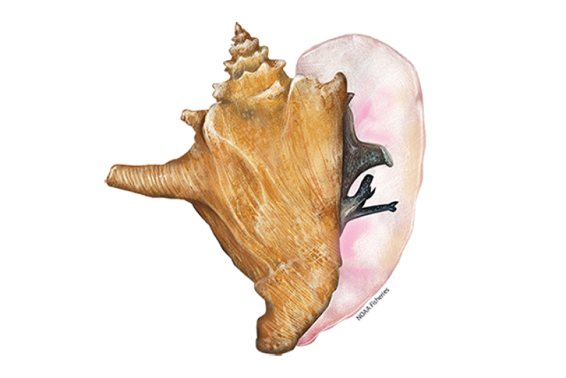 Illustration of queen conch.