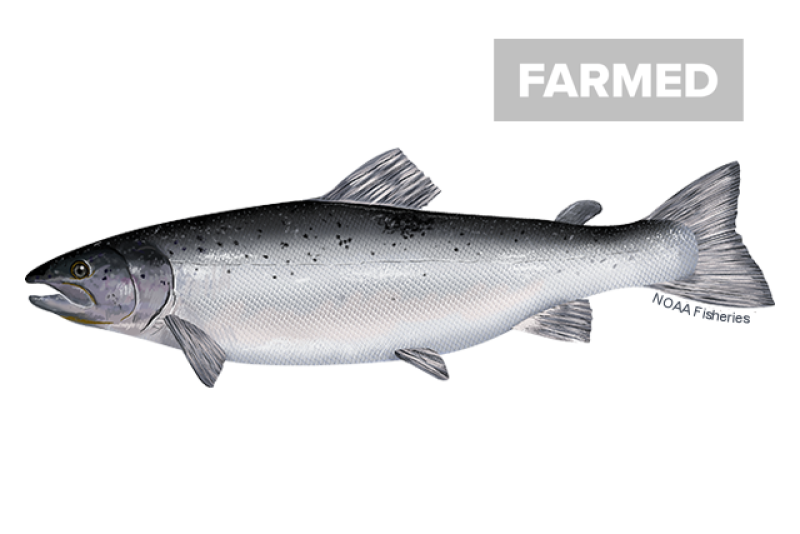 Left-facing side-profile illustration of Atlantic salmon fish with black, gray head and shiny silver body. FARMED label in top right. Credit: NOAA Fisheries/Jack Hornady