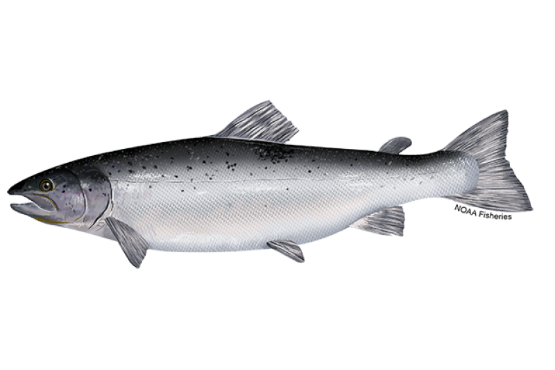 Left-facing side-profile illustration of Atlantic salmon fish with black, gray head and shiny silver body. Credit: NOAA Fisheries/Jack Hornady